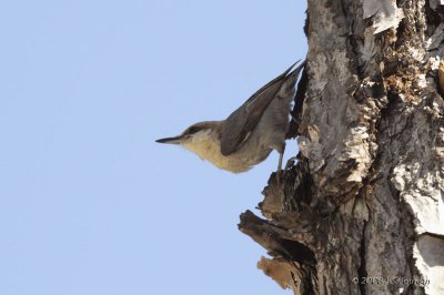 BrownheadedNuthatch1866b.jpg