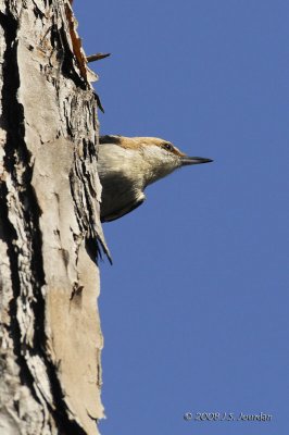 BrownheadedNuthatch1875b.jpg