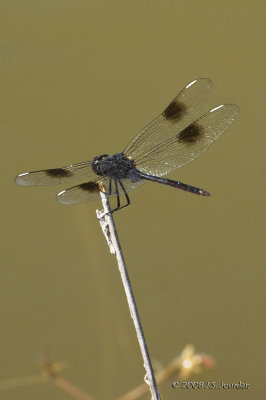 Dragonfly2448.jpg