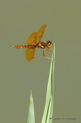 Dragonfly2465b.jpg