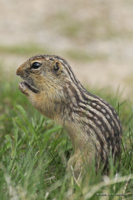 GroundSquirrel5283b.jpg