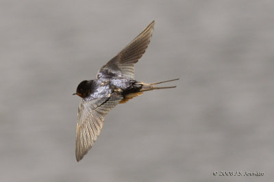 BarnSwallow4979b.jpg