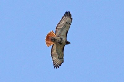 Red Tail Hawk    4826