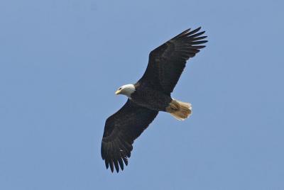 RI Bald Eagles 2006