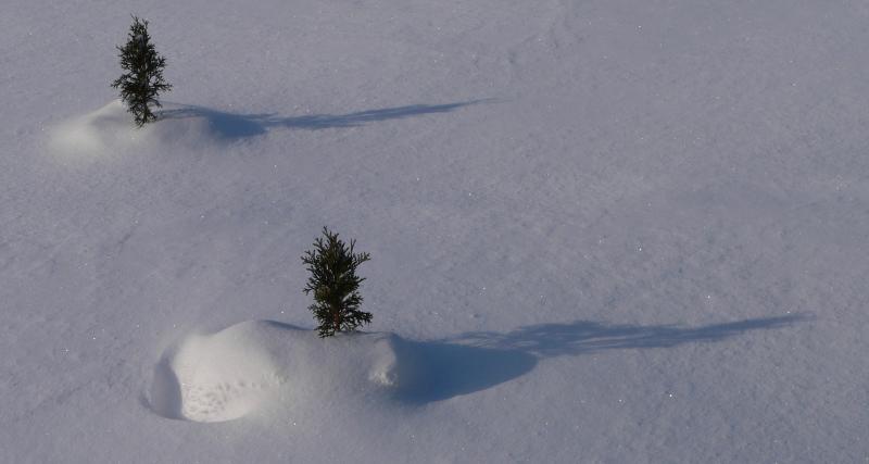 almost like a tree...