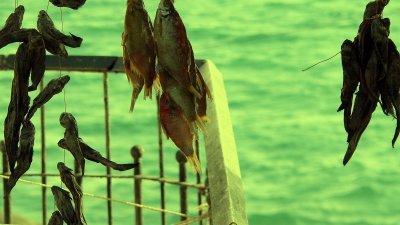 Black SEA Fish