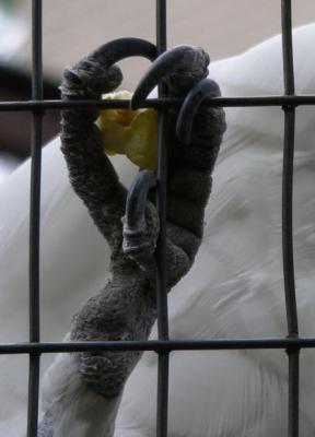 Claw