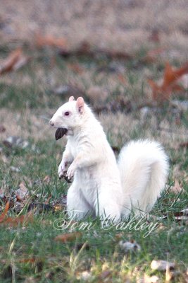   white squirrell Kenton,Tn.