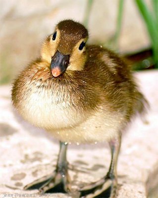 Nashville Zoo Duckling