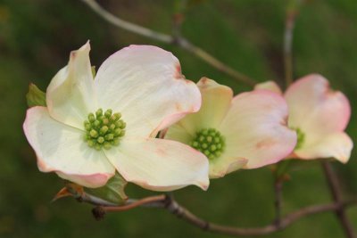 Triple Dogwood Blooms