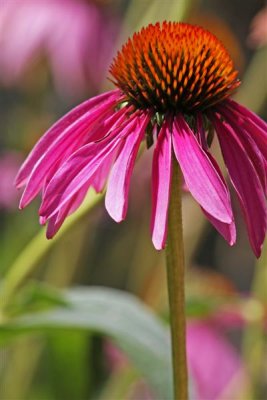 Watercolor Coneflower