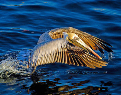 Pelican taking flight.jpg