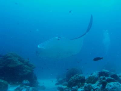 Manta Ray in German Channel