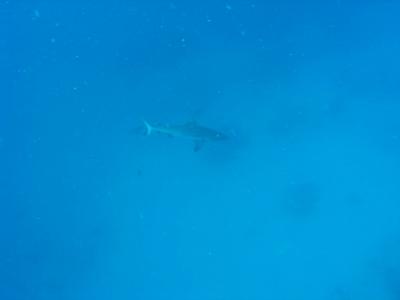 Gray Reef Shark in German Channel, scared Siu Glo