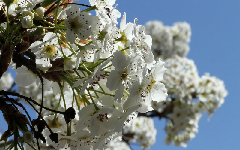 Spring Cherry Blooms