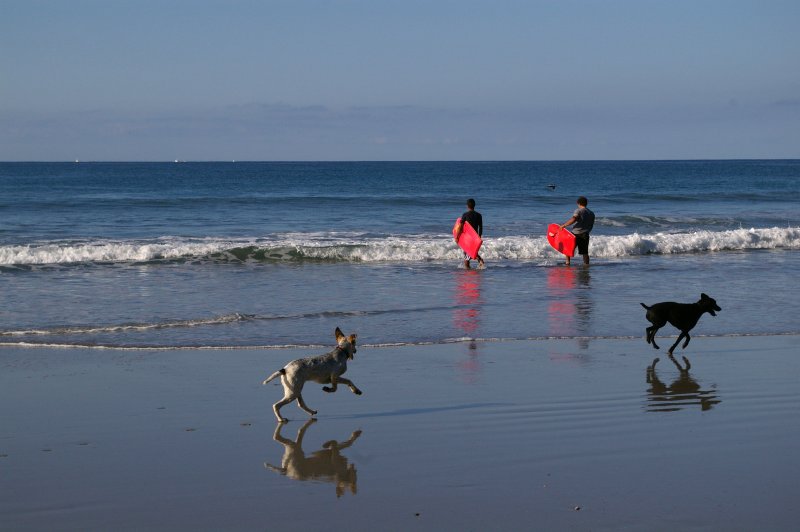 Dogs and Surfers on the Beach