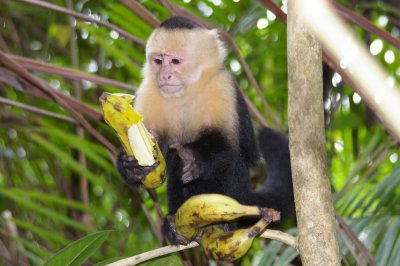 White-Faced Capuchin Monkey Studying a Banana