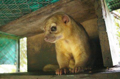 Kinkajou - The Osa Wildlife Sanctuary near Golfito