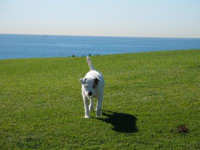 Grass Terrier