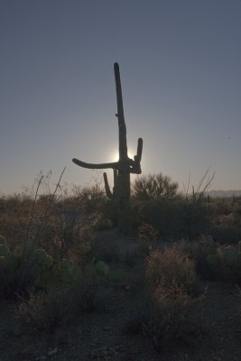 Saguaro  Sunset