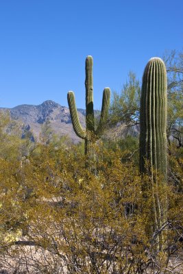 Arizona-Sonora Desert Museum 1
