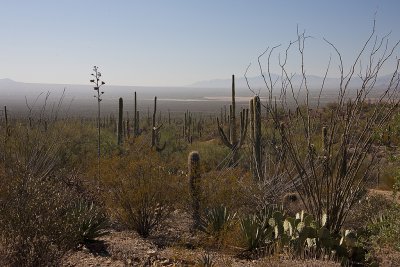 Arizona-Sonora Desert Museum 7