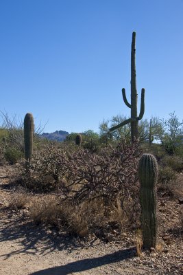 Arizona-Sonora Desert Museum 9
