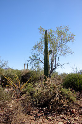 AZ-Sonora Desert Museum 7.jpg