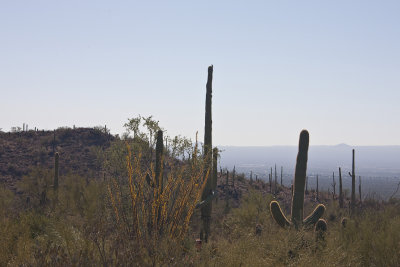 Arizona-Sonora Desert Museum 10