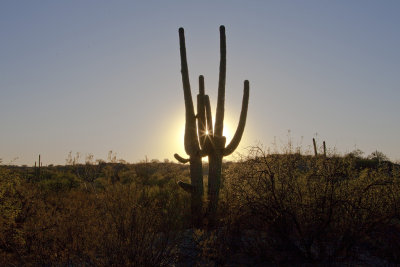 Arizona 2009