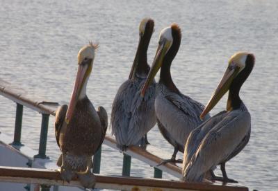 Pelicans Waiting To Steal Bait From A Sport Fishing Boat