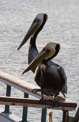 A Pair Of Pelicans Waiting Thier Turn To Steal Bait Fish