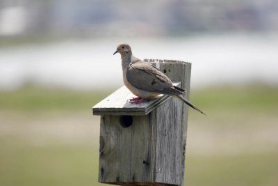 Jamaica Bay