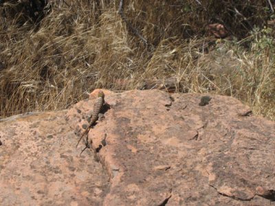 IMG_9470.jpg