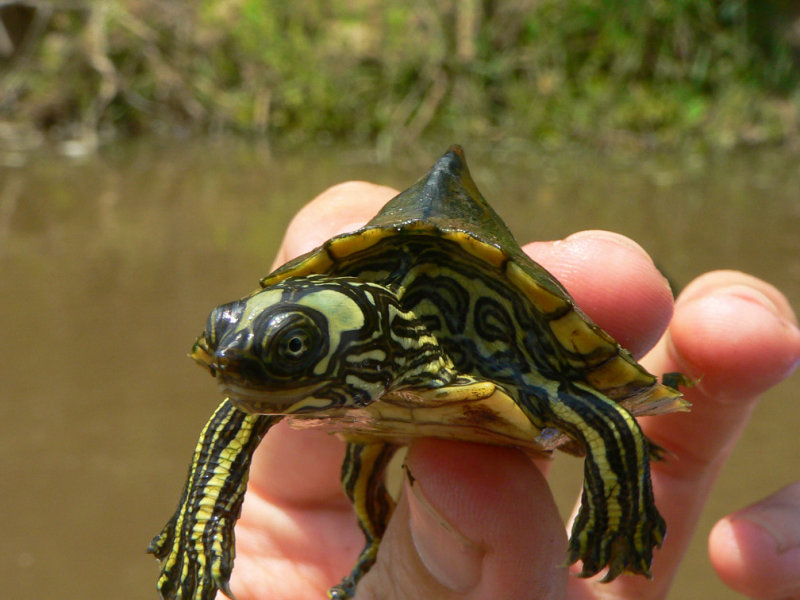 Escambia Map Turtle - <i>Graptemys ernsti</i>