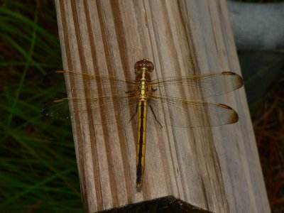 Golden-winged Skimmer - Libellula auripennis