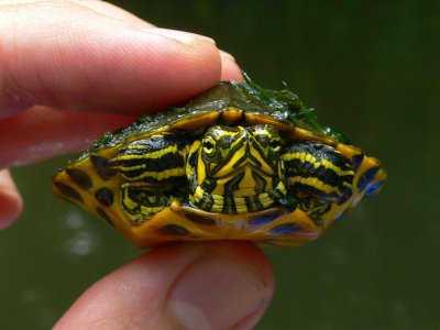 Yellowbelly Slider - Trachemys scripta scripta