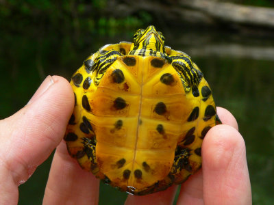 Yellowbelly Slider - Trachemys scripta scripta