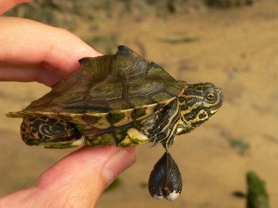 Barbour's Map Turtle - Graptemys barbouri