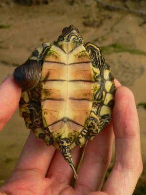 Barbour's Map Turtle - Graptemys barbouri