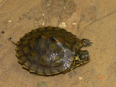 Barbour's Map Turtle - Graptemys barbouri