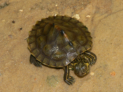 Barbour's Map Turtle - Graptemys barbouri