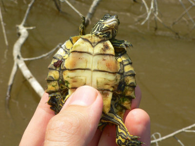 Escambia Map Turtle - Graptemys ernsti