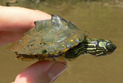 Escambia Map Turtle - Graptemys ernsti