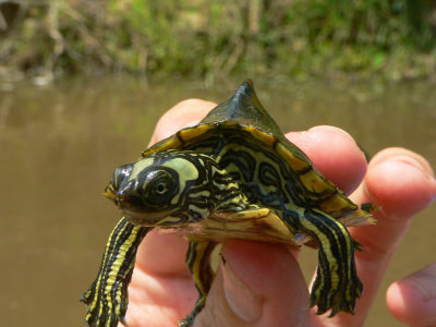 Escambia Map Turtle - Graptemys ernsti