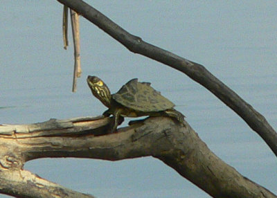 Pascagoula Map Turtle - Graptemys gibbonsi