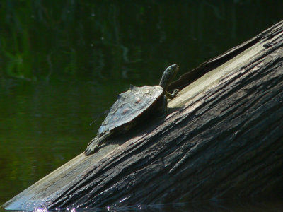 Yellow-blotched Map Turtle - Graptemys flavimaculata