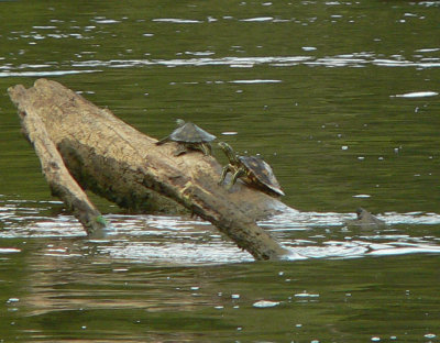 Yellow-blotched Map Turtles - Graptemys flavimaculata