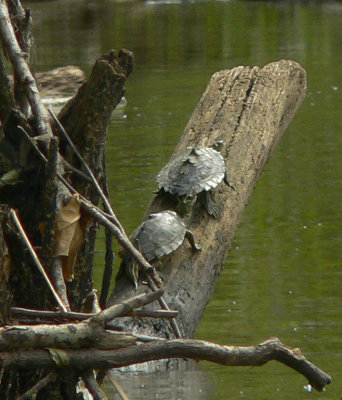 Map Turtles