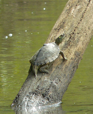 Pascagoula Map Turtle - Graptemys gibbonsi